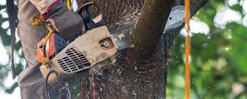Professional Tree Services in Quantico Base, VA