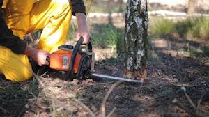 How Our Tree Care Process Works  in  Quantico Base, VA