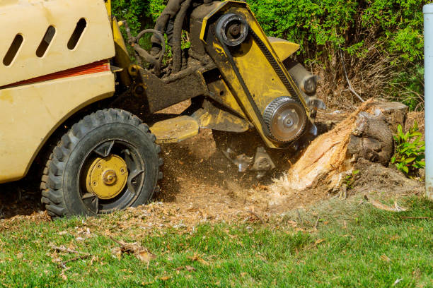 Best Hazardous Tree Removal  in Quantico Base, VA